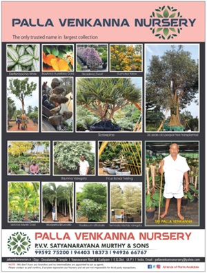 Nursery Today