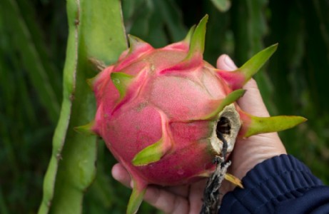 ड्रैगन फ्रूट की नई किस्म विकसीत, वैज्ञानिकों ने जैविक खेती से पाई सफलता