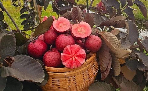 कानपुर में तैयार होगा मलेशिया का लाल अमरूद और बारबाडोस