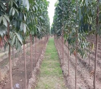 शीशम-चंदन नहीं, करें इस पेड़ की बागवानी 12 साल में बन जाएंगे करोड़पति