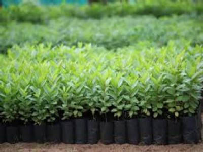 श्रीनगर औद्यानिक केंद्र में तैयार हो रही है नींबू की पौधा