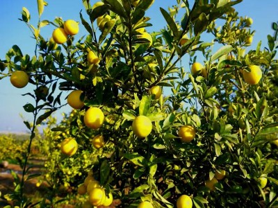 नींबू की बागवानी में तेजी से फैल रहे सिट्रस कैंकर रोग, कृषि वैज्ञानिक ने बताए बचाव के उपाय