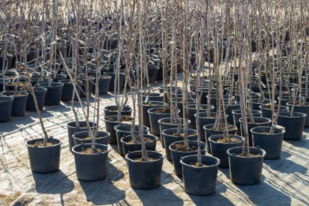 नेशनल हॉर्टिकल्चर बोर्ड की टीम ने किया धौलाकुआं का दौरा