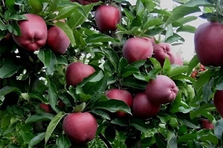 सर्दियों में फलदार पौधों को कोहरे और पाले से कैसे बचाएं