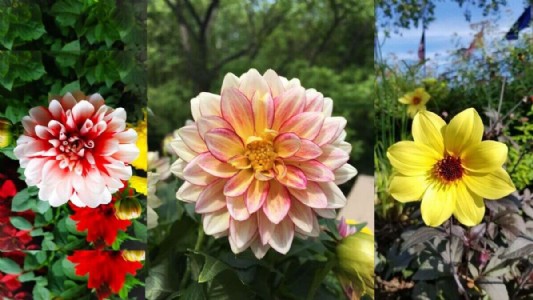 गेंदा, गुलाब से लेकर चमेली तक, जानिए कौन-से पौधे के लिए कौन से मिट्टी उपयुक्त