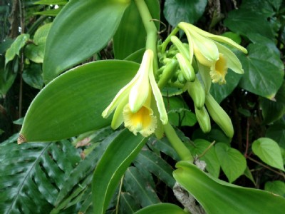 दुनिया की दूसरी सबसे महंगी बागवानी, एक बार में मिलता है लाखों का मुनाफा