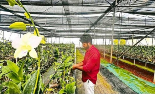 Thally emerges as India’s floriculture hub; credit goes to IAS officer