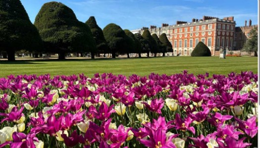 Over 100,000 tulip bulbs burst into bloom at Hampton Court