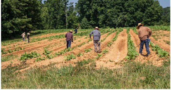 Indo-Dutch centre to promote advanced floriculture techniques in Barabanki