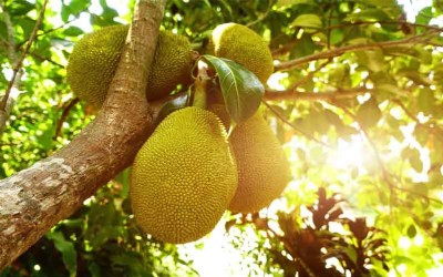 Jackfruit -Not Only A Jack Of All Trade But A Master Too