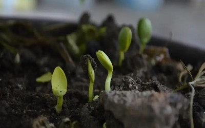 Scientists Uncover Rare Underground Palm that Flowers and Fruits Below Surface