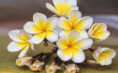 Nature’s Parlour – Cosmetic Power of Flowers