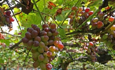 ICAR-NRCG signs MoU to expand grape cultivation in Kashmir