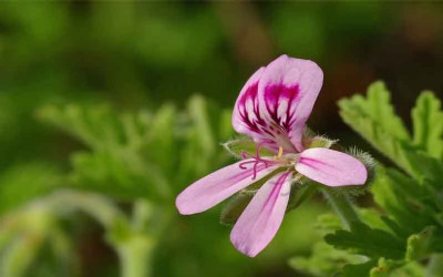 Things to Remember While Cultivating Pelargonium