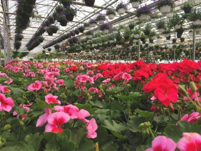 Greenways Nursery brings home Miyazaki mango seedlings