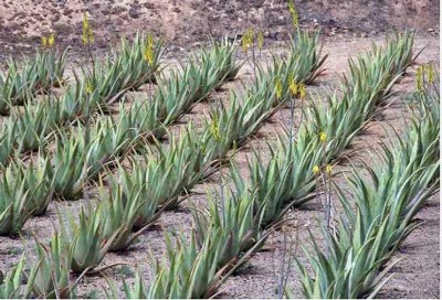 Aloe vera turns growing green business in India
