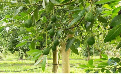 Avocado farming brings fresh hope for Himachal farmers