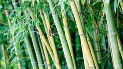 Lucky bamboo brings positivity and good luck