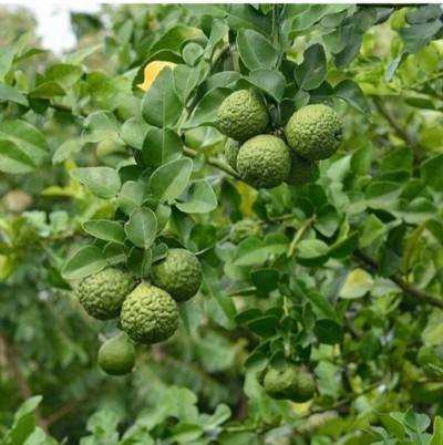 Kaffir lime: A valuable crop for medicinal and economic benefits