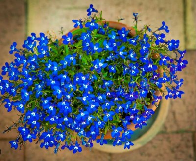 Some indoor plants enhance beauty and bring freshness