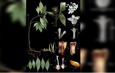 Rare flower blooms in Manipur’s Shirui Peak