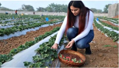 Meghalaya gears up to host strawberry festival from May 3