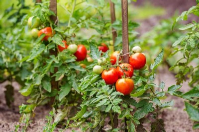 Dharmapuri farmers on receiving end due to tomato price slash amid glut