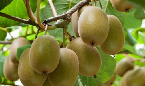 Maori land boosts New Zealand’s horticultural growth