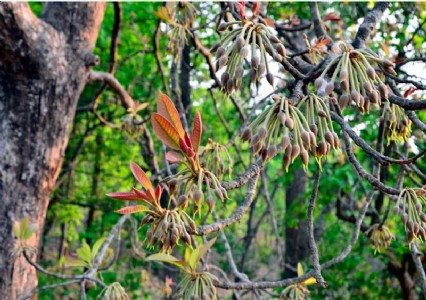 Malkangiri MLA urges excise minister to amend mohua flower rules