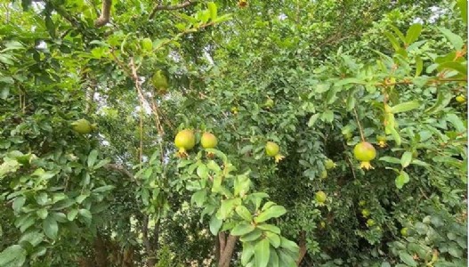 मंडी में जंगली अनार की बहार, पर्यटकों को खूब भा रहा नज़ारा