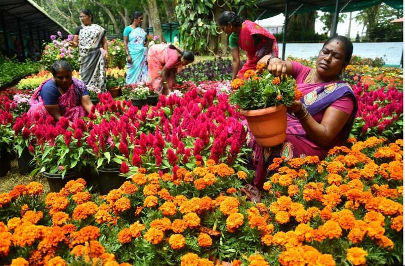 flower new flower new