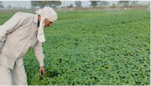Innovative farming success brings huge employment in rural Bihar