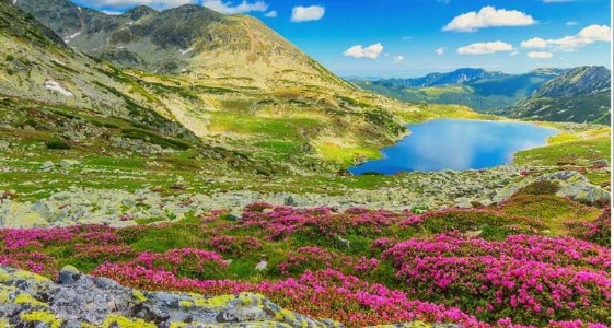 रंग-बिरंगे फूलों से सजी ये घाटी हर दिल को भा जाए