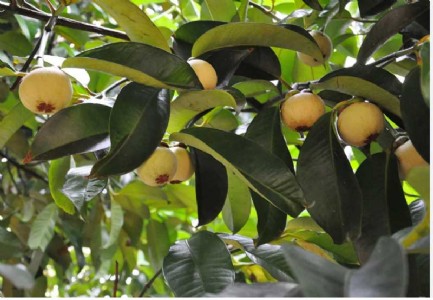 Health benefits make alien fruits and veggies popular in India
