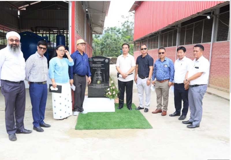 bamboo new bamboo new