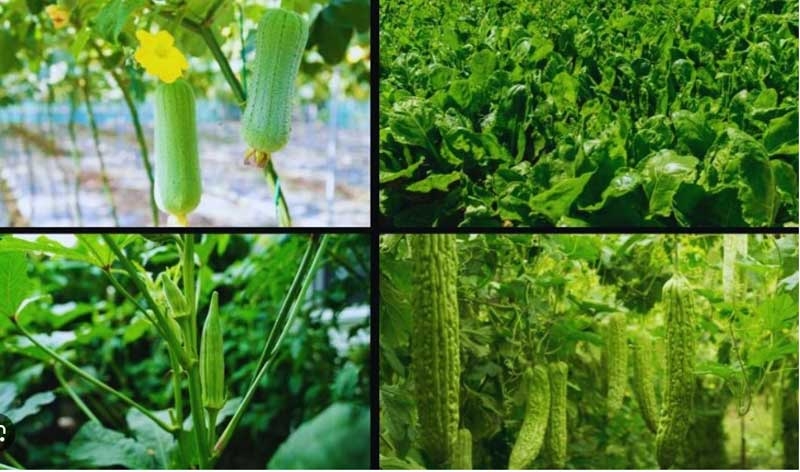 gorakhpur new gorakhpur new