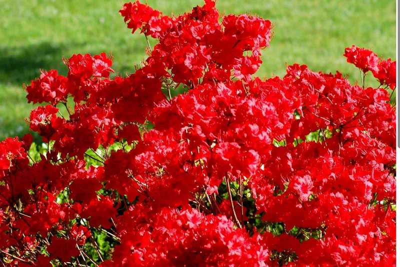 evergreen new evergreen new