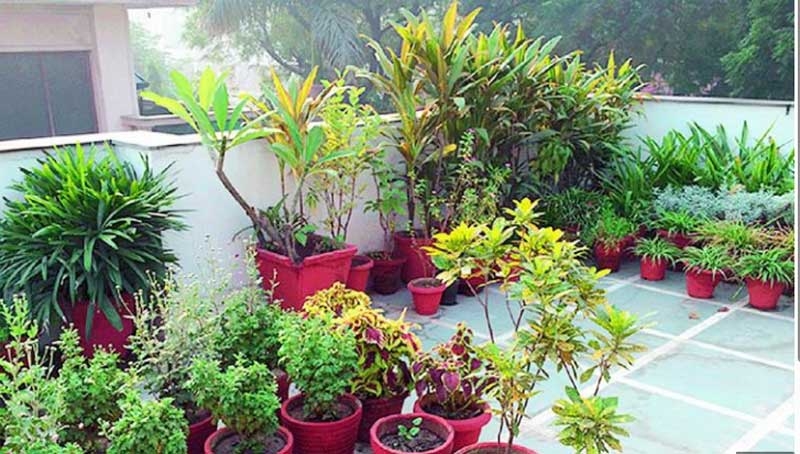 terrace new terrace new