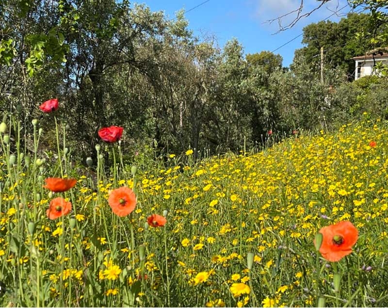 flower new flower new