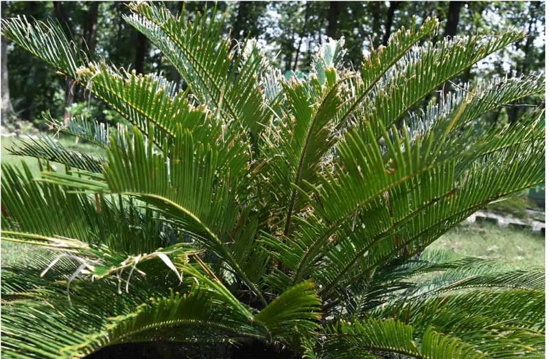 garden new garden new