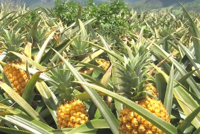 pineapple new pineapple new