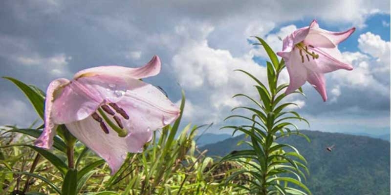 Manipur new Manipur new