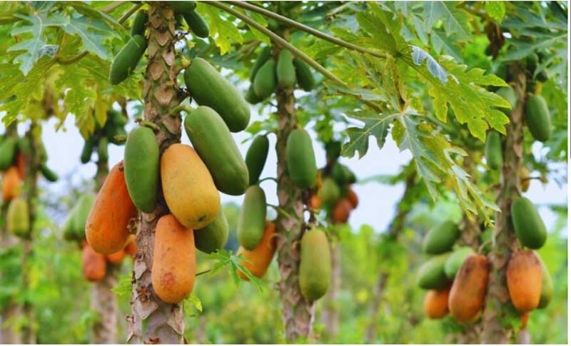 papitaa new papitaa new