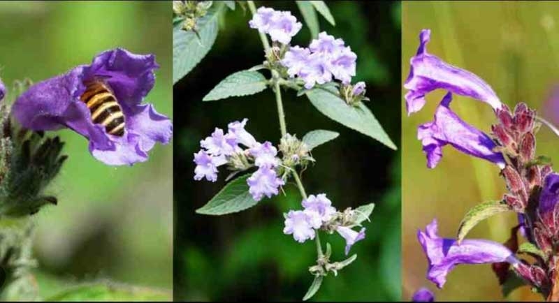 kundali new kundali new