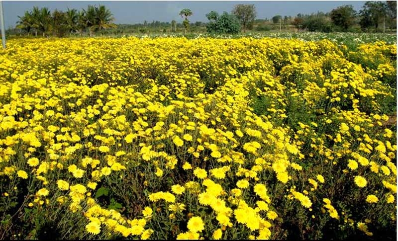 sevanti new sevanti new