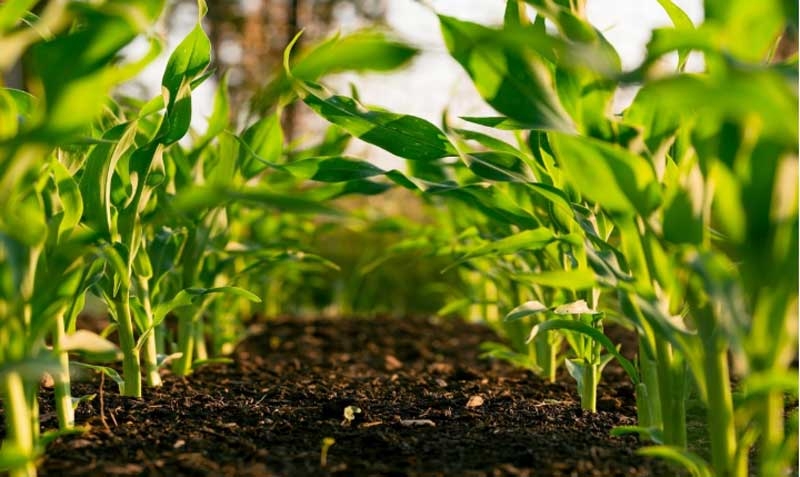 organic new organic new