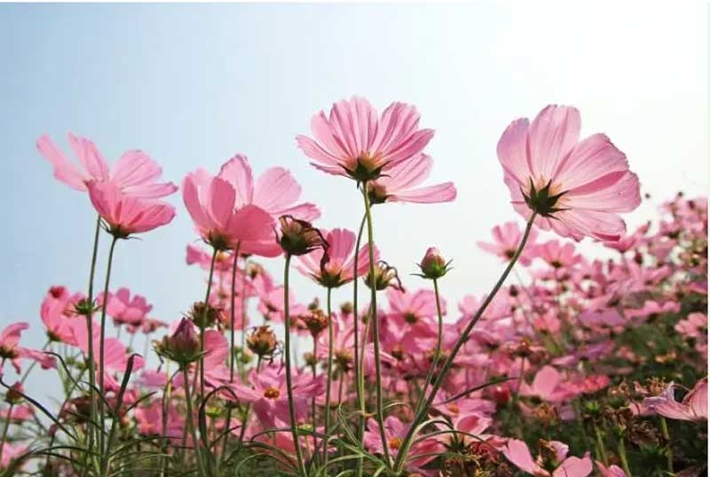 flower new flower new