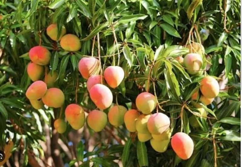 west bengal new west bengal new