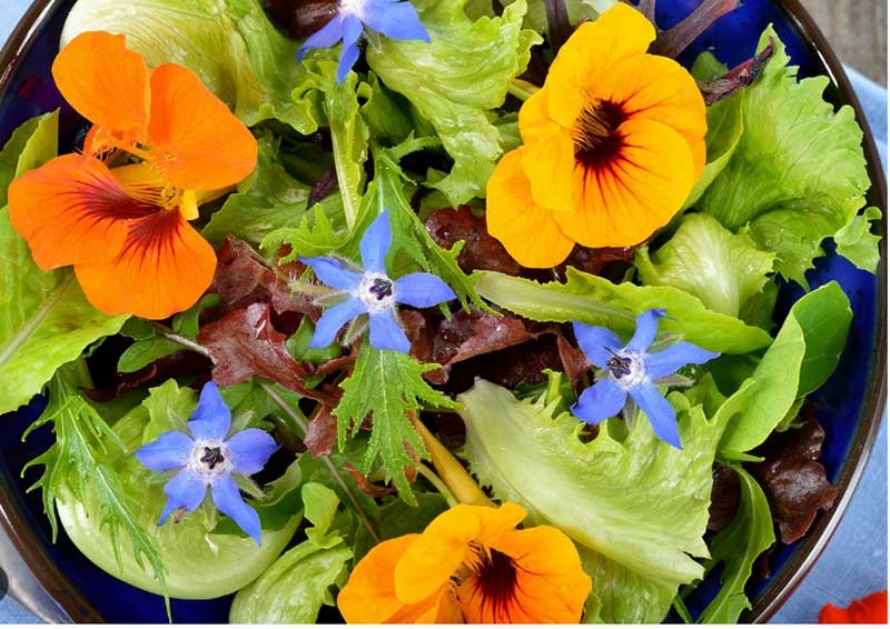 flowers new flowers new