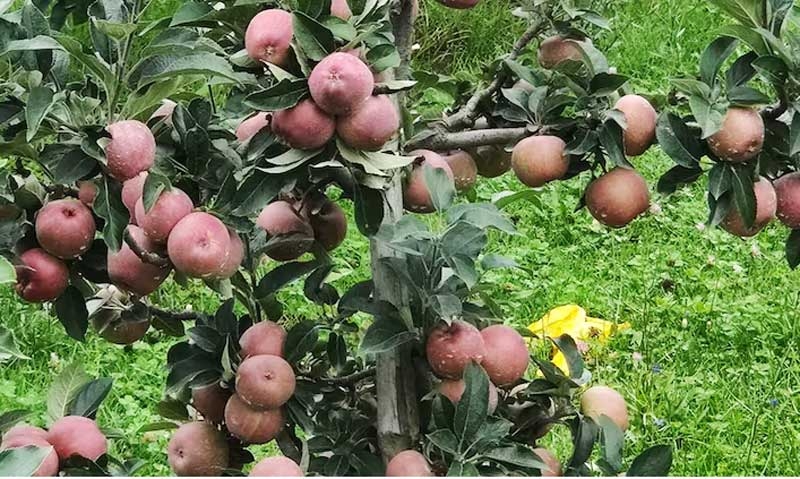 global new global new